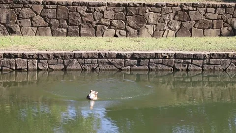 Duck Jumping Into Water 库存影片 196320457