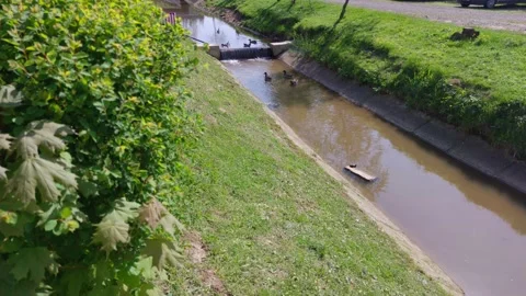 Duck Jumping From A Waterfall Stock Footage 196833115