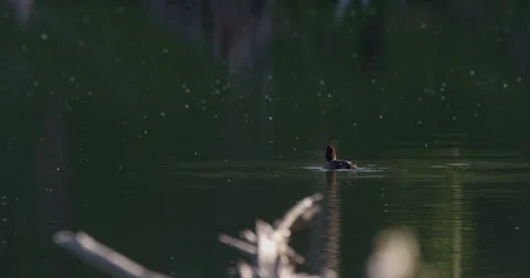 Duck jumps and scratches while swimming in the morning light of pond Stock Footage 64036858