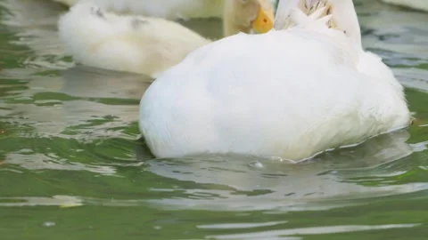 Duck keeps dipping its head into the water to search for food. Video stock 333082364