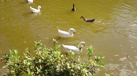 Duck in the lagoon Stock Footage 40584315