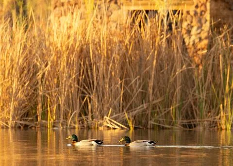 Duck Lagoon Foto stock