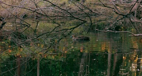 DUCK IN A LAKE 4K Stock Footage 77640873