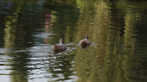 Duck on the lake close view 2 Stock-Footage 38526010
