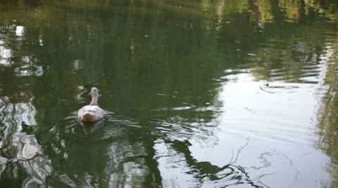Duck on the lake close view 3 動画素材 38525457