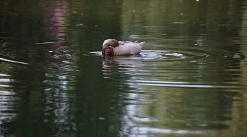 Duck on the lake close view 動画素材 38525266