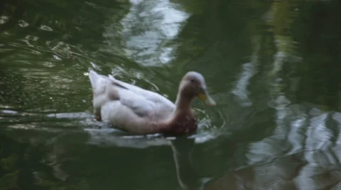 Duck on the lake close view Stock Footage 38526183