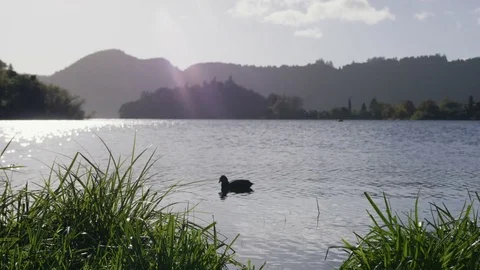 Duck on a Lake in Daylight Stock Footage 82697583