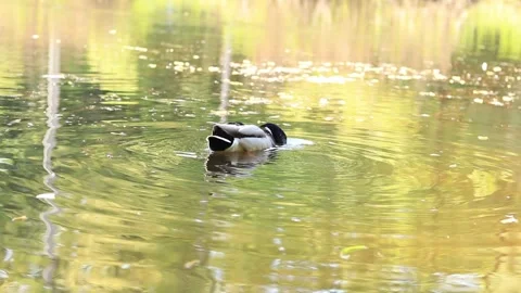 Duck on the lake. The drake eats pieces of bread thrown into the water Stock Footage 241166825