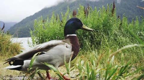 Duck by Lake with Dramatic Color Stock Footage 64455307