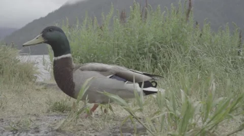 Duck by Lake with Flat Color Stock Footage 64455387