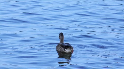 Duck in the lake Stock Footage 1095113