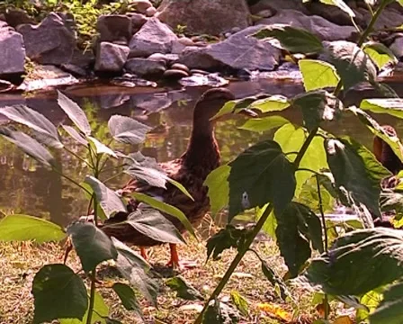 Duck on a lake Stockbeeldmateriaal 5044001