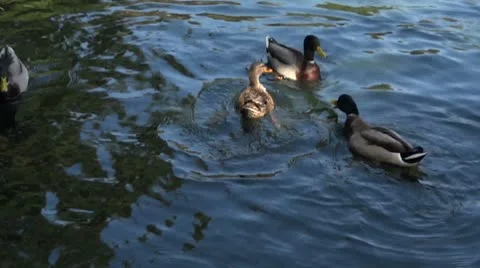 Duck Lake Video stock 8963025