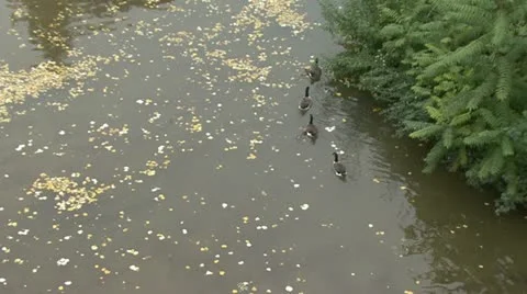 Duck lake Stock Footage 18143664