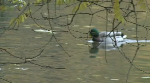 Duck lake Stock Footage 18144753