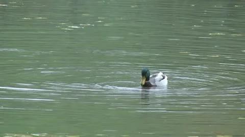 Duck lake Stock Footage 18144973