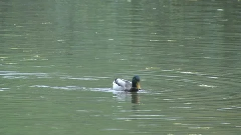 Duck lake Stock Footage 18145155
