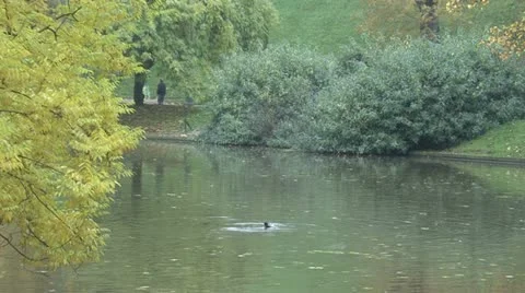 Duck lake Stock Footage 18145355