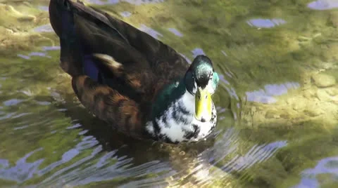 Duck on lake Stock Footage 25619672