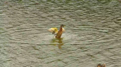 Duck in the lake Stock Footage 41203472
