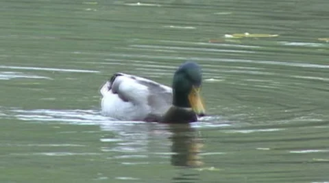 Duck on the lake Stock-Footage 47963305