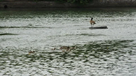 A Duck on a Lake Stock Footage 50068072