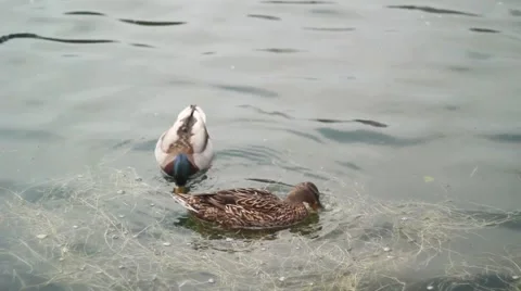 Duck on the lake Stock Footage 50234257