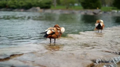 Duck on the lake Stock Footage 50234268