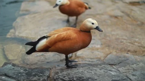 Duck on the lake Stock Footage 50234288
