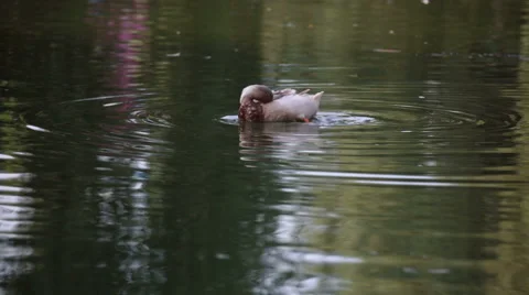 Duck lake Video stock 52381515