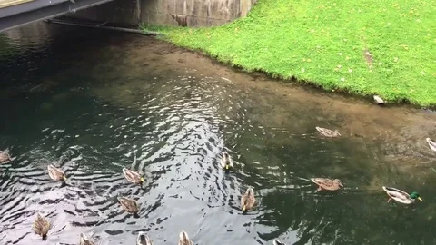 Duck on the lake Vídeo Stock 81585538