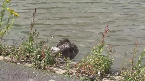 Duck in Lake Stock Footage 81773405