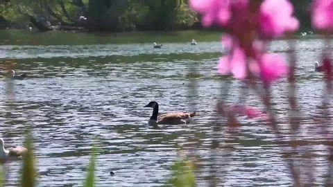 A duck on a lake Stock Footage 88488496