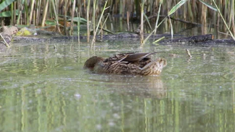 Duck in the lake Stock Footage 90376375