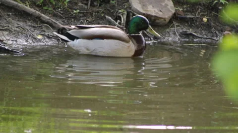 Duck in the lake Video stock 90783716