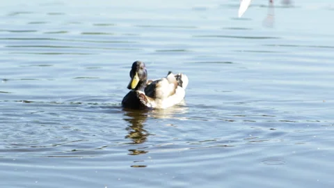 Duck on the lake 库存影片 90784633