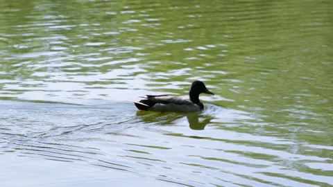 Duck on the lake 動画素材 91704482