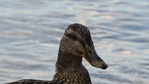 Duck on the lake Stock Footage 94028039