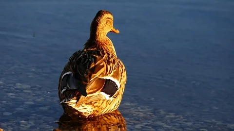 Duck on the lake Stock Footage 125305789