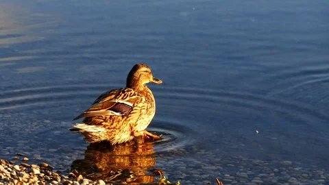 Duck on the lake Stock Footage 125306008