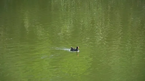 Duck on lake Stock Footage 128349578