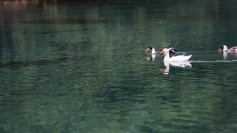 Duck in the lake Video stock 128451889