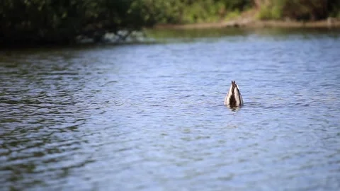 Duck In a lake Stock Footage 131073386