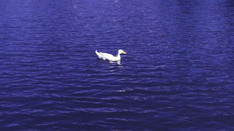 Duck in the Lake Vídeos de archivo 131390432