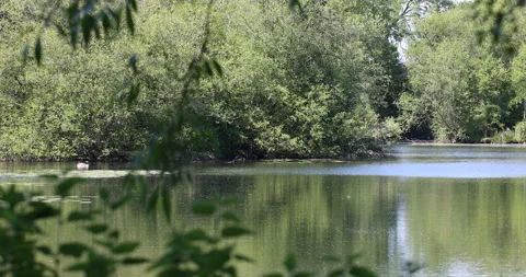 Duck on a lake Stock Footage 131539691