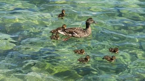 Duck on the lake Stock Footage 137116245