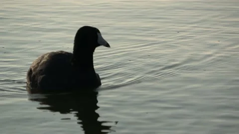Duck in lake Stock Footage 139071160