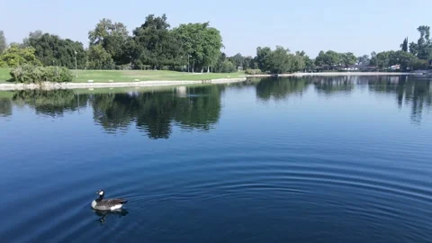 Duck in Lake Stock Footage 166525549
