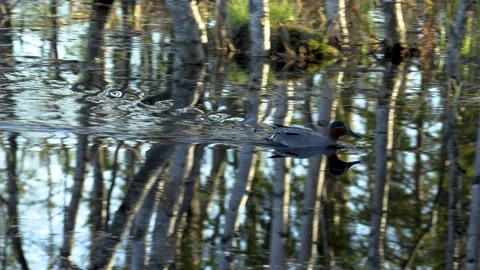 Duck on the lake. Stock Footage 194032558